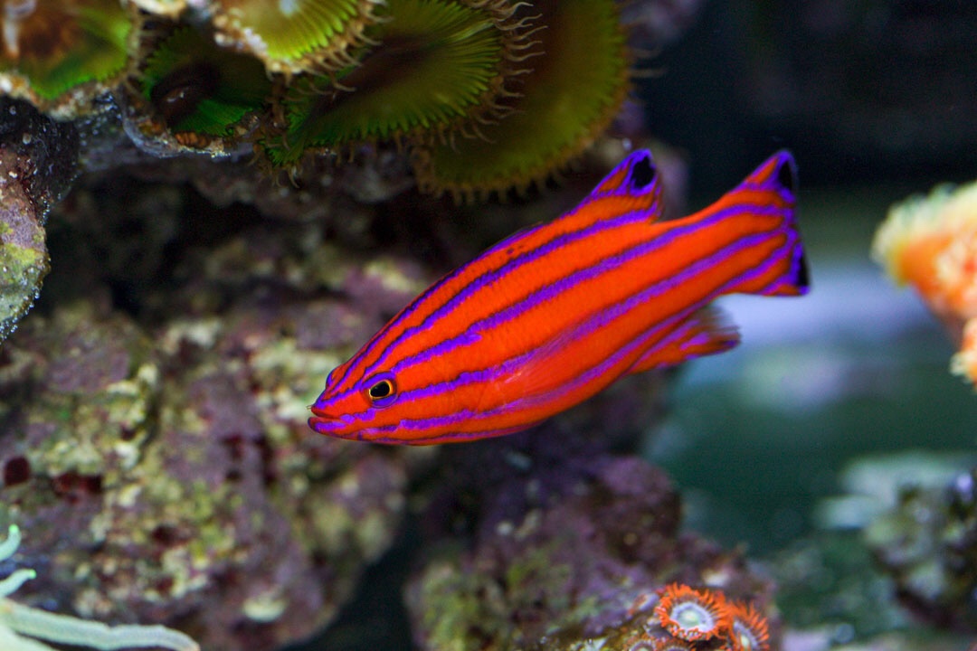 top 10 exotic saltwater fish